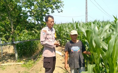 Polsek Wungu Dukung Ketahanan Pangan Melalui Pendampingan Petani Jagung